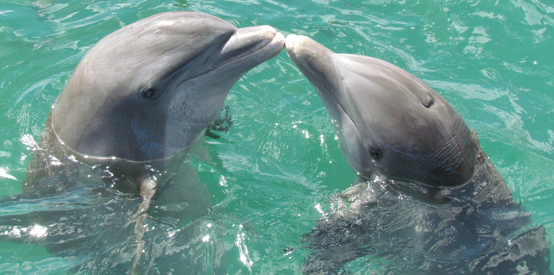 dolphin-1974975_1920
