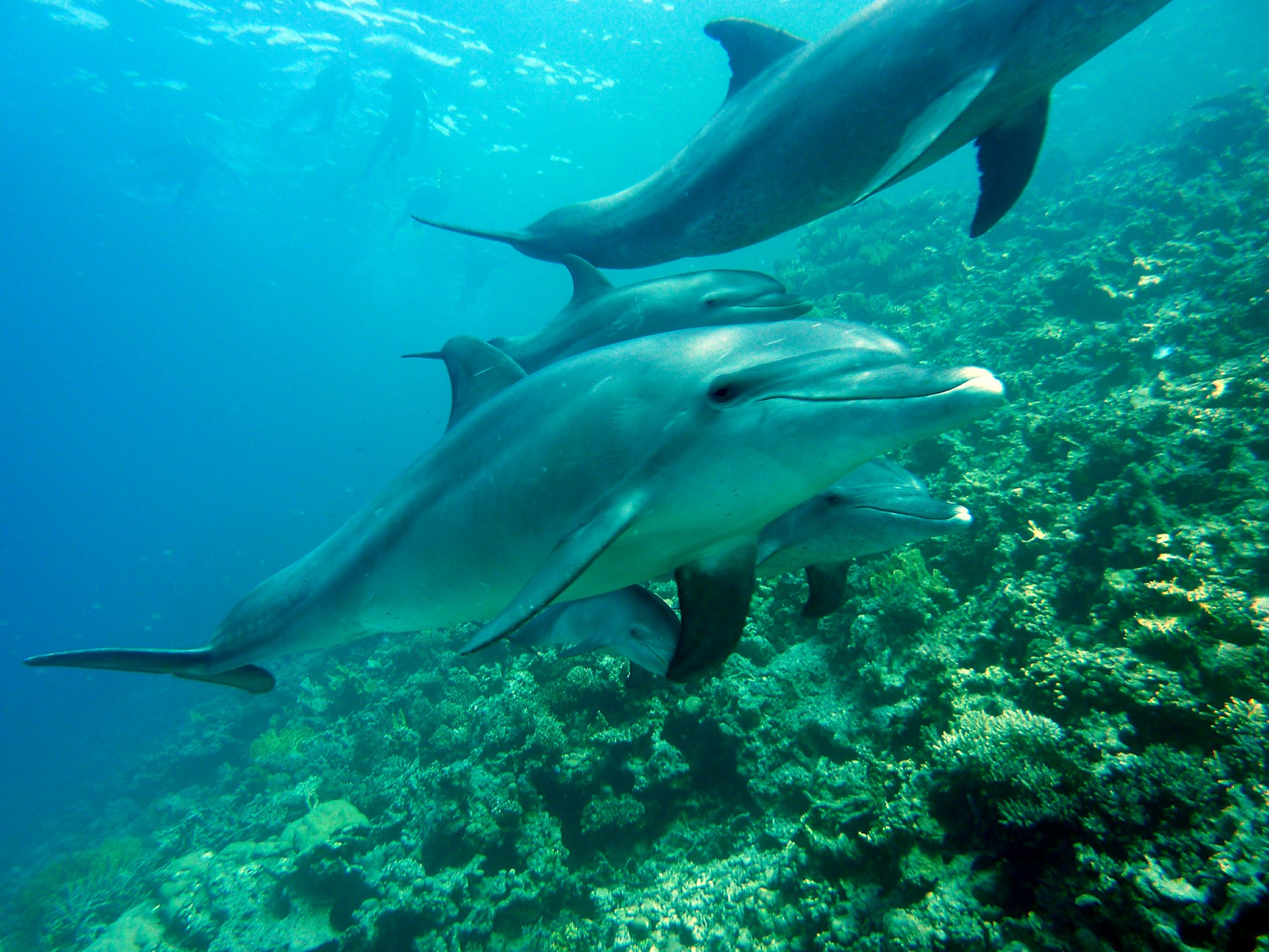 dolphins-378217_1920